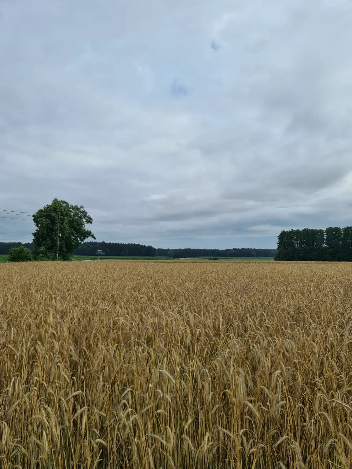 Pola pod szerokim niebem — Janczewo Sukmanki